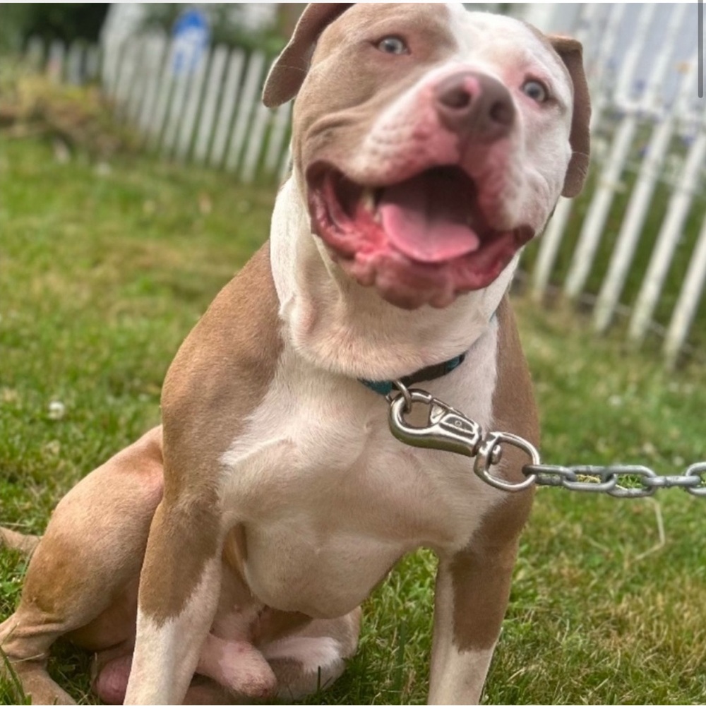 DA LAST PAGE’S FLYER - Picture 4 of 9